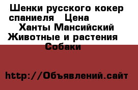 Шенки русского кокер-спаниеля › Цена ­ 3 000 - Ханты-Мансийский Животные и растения » Собаки   